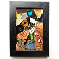Image 1 of Butterfly & Moth Wing Framed Collage I