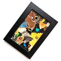 Image 2 of Butterfly & Moth Wing Framed Collage III
