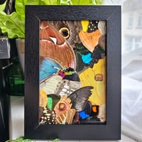 Image 3 of Butterfly & Moth Wing Framed Collage III