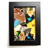 Image 1 of Butterfly & Moth Wing Framed Collage III