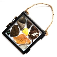 Image 2 of Butterfly & Moth Wing Glass Hanging Decoration I