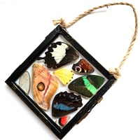Image 1 of Butterfly & Moth Wing Glass Hanging Decoration I