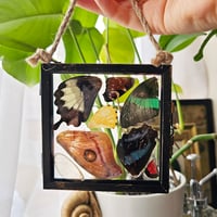 Image 3 of Butterfly & Moth Wing Glass Hanging Decoration I