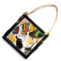 Image 1 of Butterfly & Moth Wing Glass Hanging Decoration II