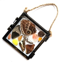 Image 2 of Butterfly & Moth Wing Glass Hanging Decoration III