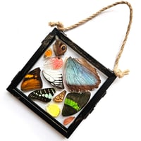 Image 1 of Butterfly & Moth Wing Glass Hanging Decoration III