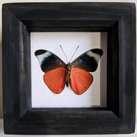Framed - Prola Beauty Butterfly II