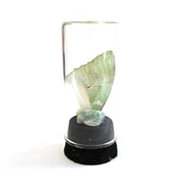 Image 2 of Ornate Green Charaxes Butterfly Wing Curio Vial