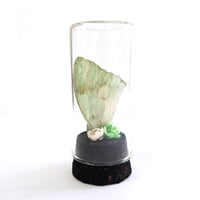 Image 1 of Ornate Green Charaxes Butterfly Wing Curio Vial