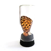 Image 1 of High-Brown Fritilliary Butterfly Wing Curio Vial