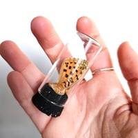 Image 4 of High-Brown Fritilliary Butterfly Wing Curio Vial