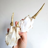 Image 3 of Roe Deer Skullcap w/ Golden Gilt - Lucky Dip