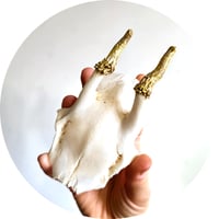Image 4 of Roe Deer Skullcap w/ Golden Gilt - Lucky Dip
