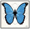 Blue Morpho Butterfly 