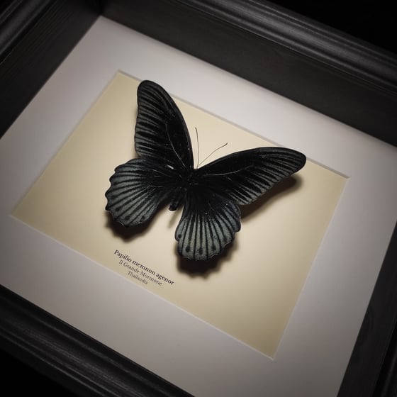 Image of Papilio mnemon agenor 
