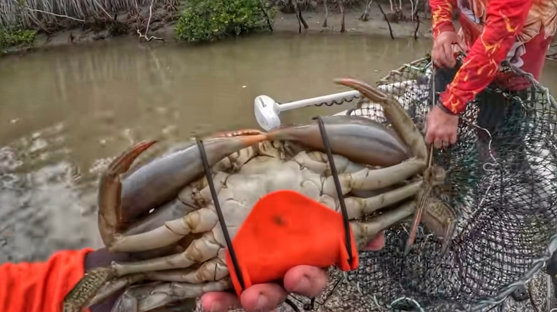 Image of Crab Handcuffs 