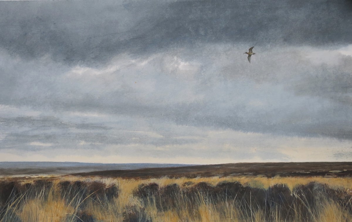 Image of Curlew over North York Moors