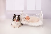 Image 2 of **NEW** Paw'traiture Fur baby Sessions {from}