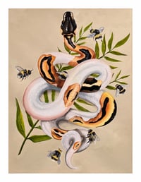 Piebald Ball Python and Bees
