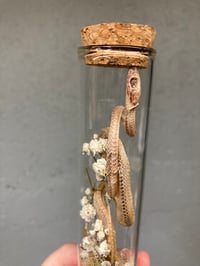 Image 3 of Mummified Corn Snake 