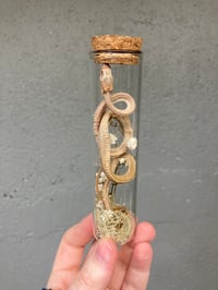 Image 1 of Mummified Corn Snake 
