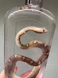 Image 2 of  Corn Snake 