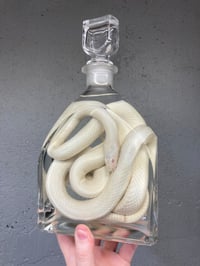 Image 1 of White Adult Corn Snake 