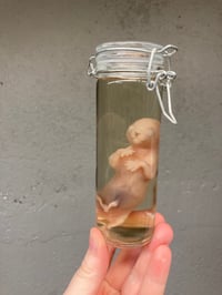 Image 2 of Fetal Kitten 