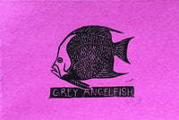 Grey Angelfish Print