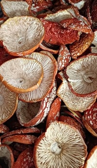 Image 3 of Amanita Muscaria (dried full caps)
