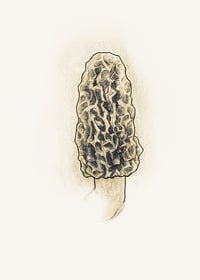 Image of Yellow Morel