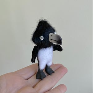 Image of Cirrus the Tiny Penguin