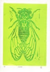 Green Cicada