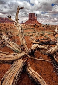 Life In The Desert 