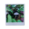 Polaroid Mushrooms Sticker