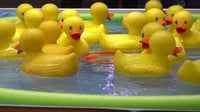 Image of Pluck a duck games night 