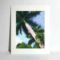 Image 2 of Fox Tail Palm Tree-Fine Art Print