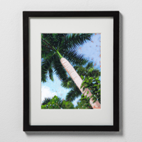 Image 3 of Fox Tail Palm Tree-Fine Art Print