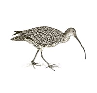 Image 3 of HAND DRAWN CURLEW SIGNED NATURE PRINT