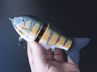 Image 4 of Solarfall Baits Wooden blue gill glide ( silver variant with teal bars )