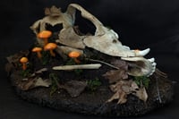 Image 2 of Coyote Skull Diorama (I)