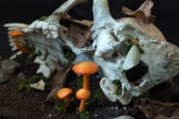 Image 3 of Coyote Skull Diorama (I)