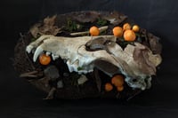 Image 1 of Coyote Skull Diorama (I)