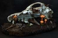 Image 4 of Coyote Skull Diorama (I)
