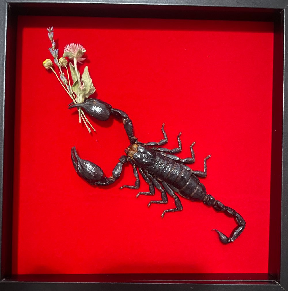 Image of Lust for life