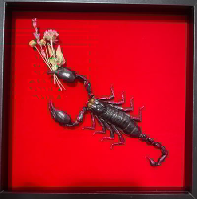 Image of Lust for life