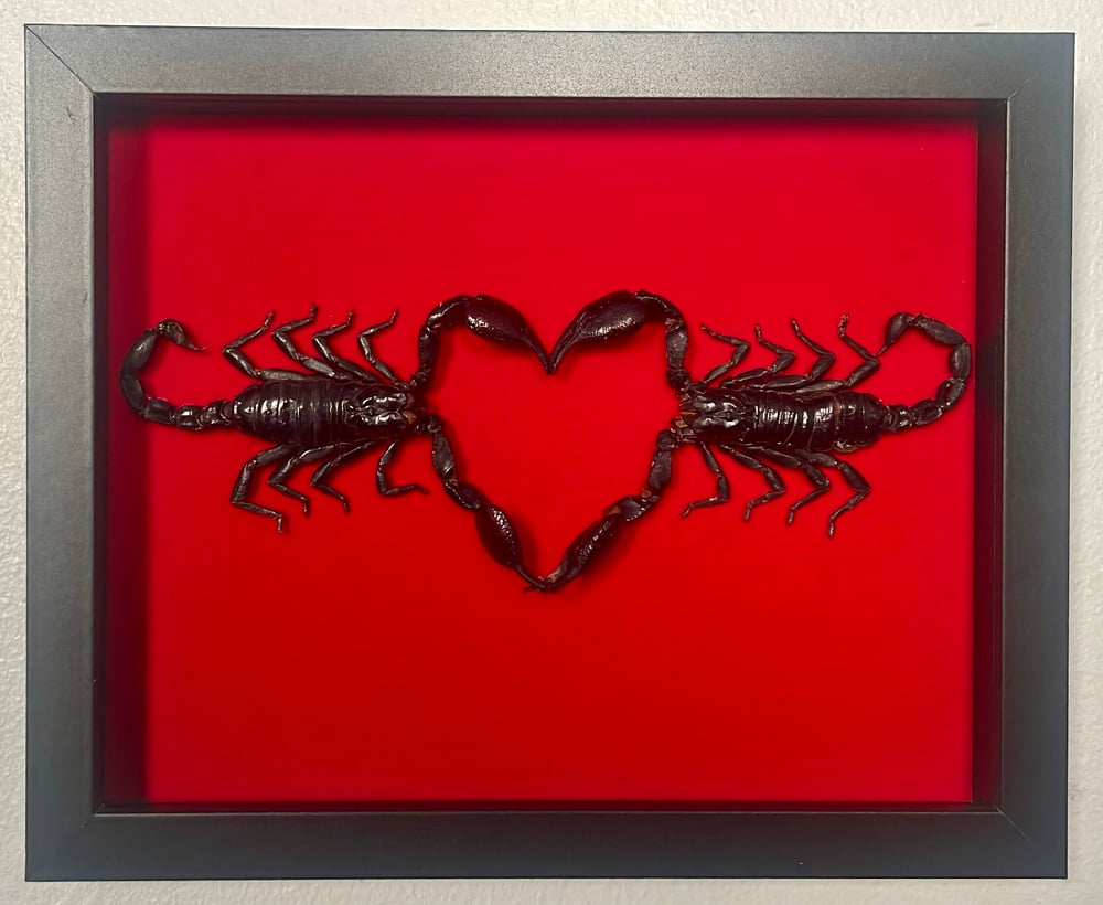 Image of Love Stings