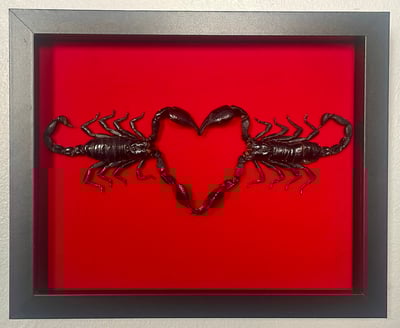 Image of Love Stings