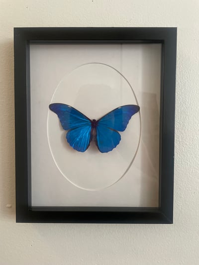 Image of Blue Morpho