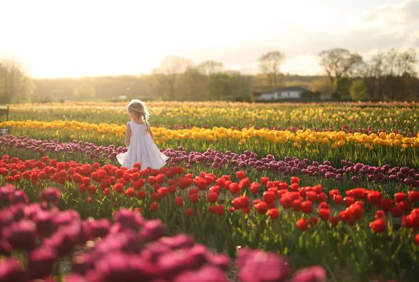 Image of Mommy and Me Tulip Farm Minis